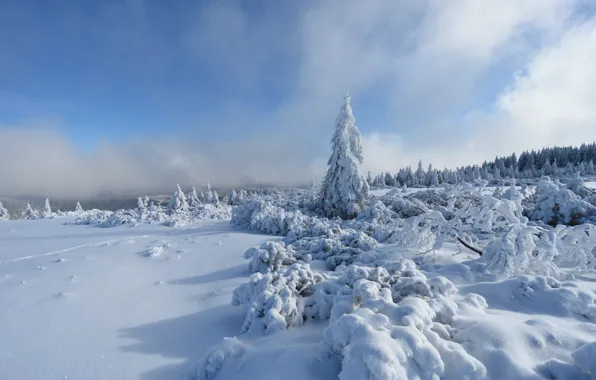 Картинка Небо, Зима, Деревья, Снег, Лес, Мороз, Sky, Winter