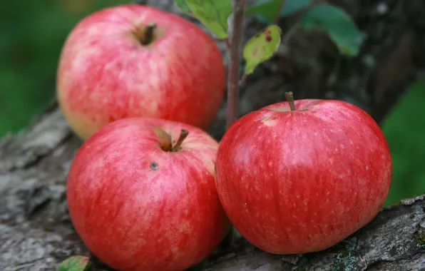 Картинка природа, фон, яблоки, еда, сад, урожай, фрукты