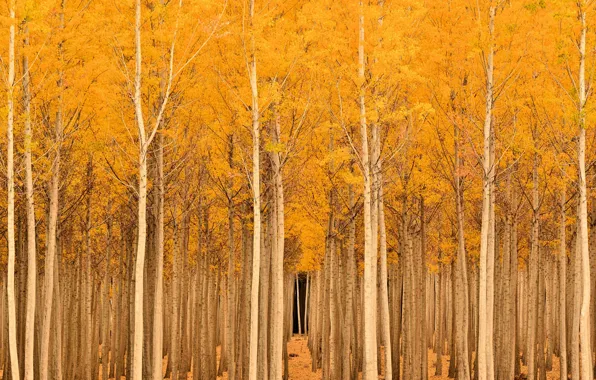 Осень, деревья, природа