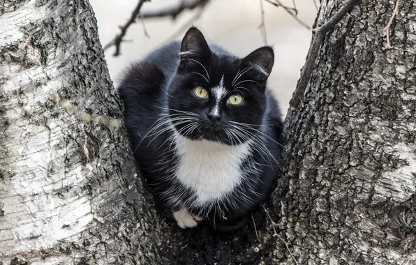 Картинка кот, дерево, черный, усатый