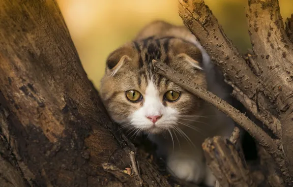 Картинка кошка, взгляд, котенок, дерево, мордочка, шотландская вислоухая