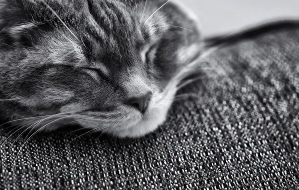 Картинка кошка, кот, морда, мордочка, спит, черно-белое