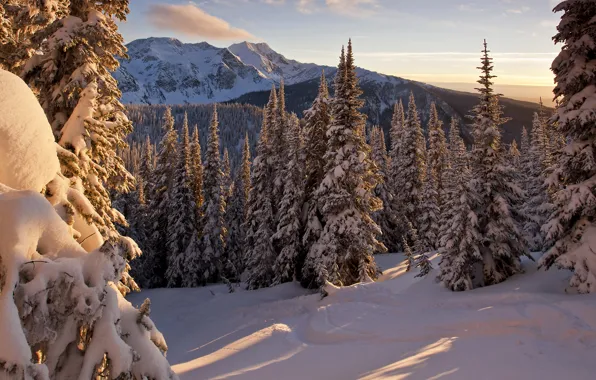 Картинка зима, лес, солнце, снег, деревья, горы