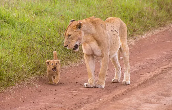 Картинка львица, львёнок, Mother &ampamp; Child