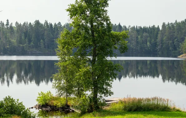 Картинка лес, лето, речка