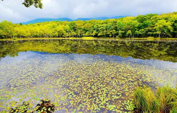 Листья, деревья, пруд, отражение, Япония, Japan, Shiretoko National Park