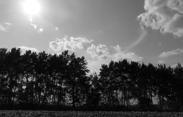 Sky, nature, beautiful, clouds, sun, black and white