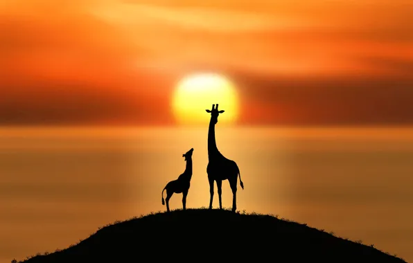 Солнце, жирафы, силуэты