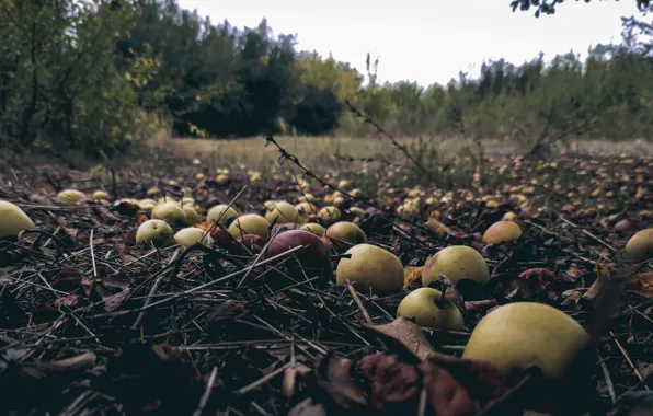 Поле, Осень, Apples