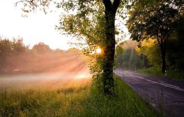 Дорога, свет, дерево