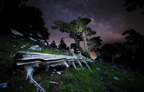Звезды, деревья, ночь, камни, бревна, млечный путь, Italy, Pollino National Park