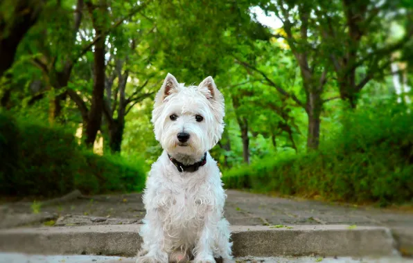 Собачка, Dog, Вест-хайленд-уайт-терьер