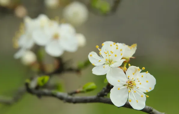 White, flower, spring, twig