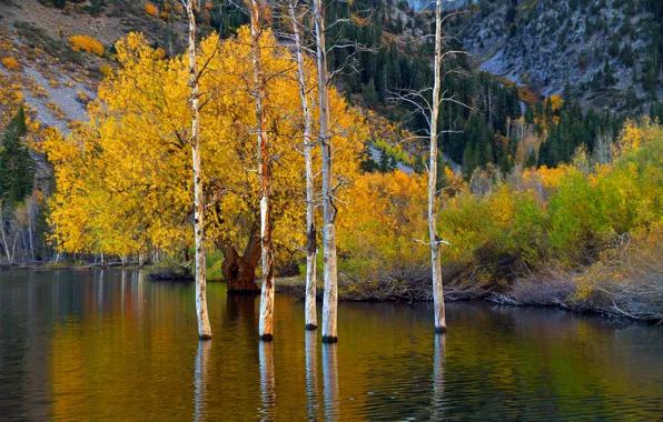Картинка осень, деревья, горы, озеро, Калифорния, США