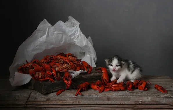 Кошка, взгляд, поза, бумага, темный фон, котенок, стол, малыш