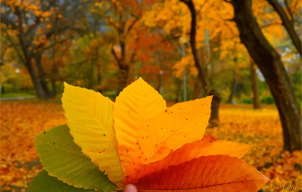 Картинка Макро, Осень, Листья, Autumn, Colors, Macro, Leaves