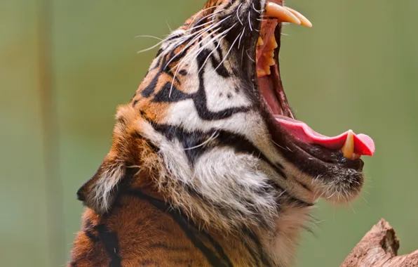 Скачать обои open, mouth, yawning, .tiger roaring during daytime, tiger ...