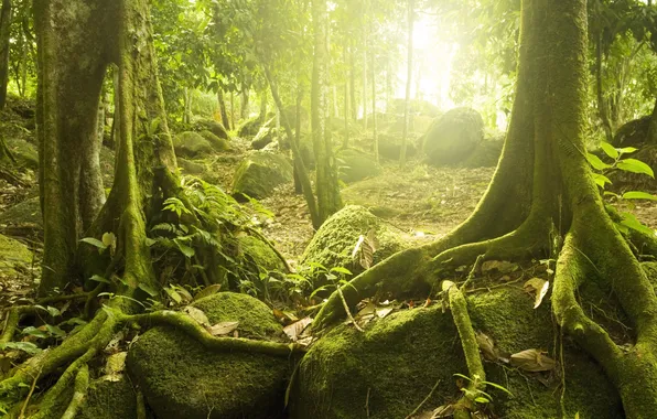 Лес, солнце, деревья, загадочный, тропические, Mystic wood