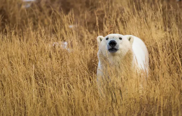 Картинка Grass, nature, Polar Bears