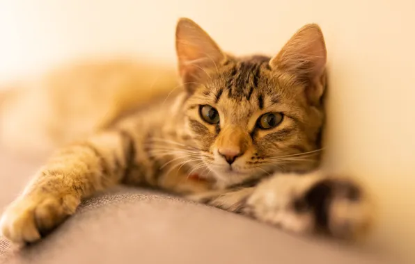 Кошка, кот, взгляд, котенок, портрет, размытие, лапы, лежит