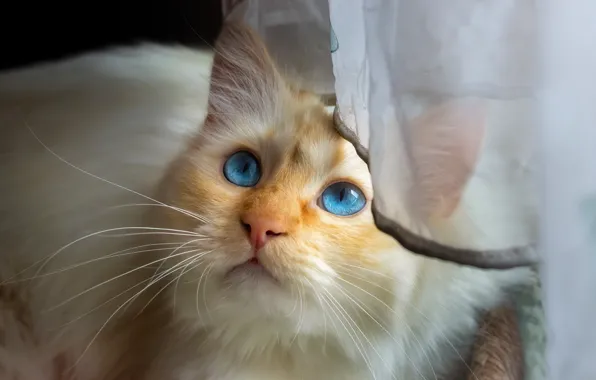 Кошка, кот, взгляд, морда, портрет, занавеска