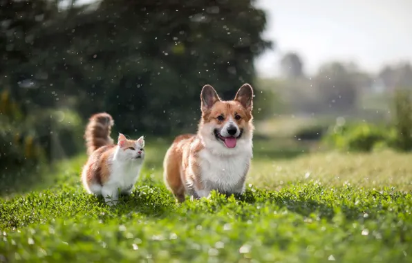 Кошка, кот, природа, собака, корги