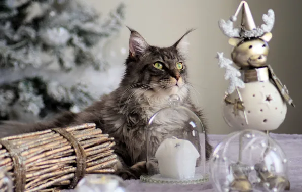 Зима, кошка, кот, взгляд, стекло, морда, шарики, ветки