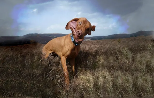 Собака, Dog, Пёс