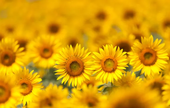 Поле, подсолнухи, цветы, sunflowers, field flowers