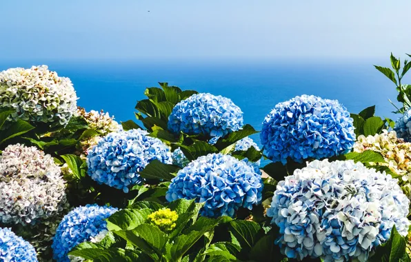 Море, небо, листья, цветы, синева, берег, голубые, шапки