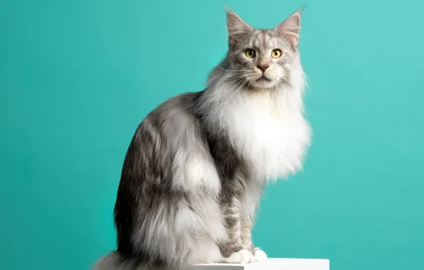 Кошка, кот, взгляд, морда, серый, куб, сидит, мейн-кун