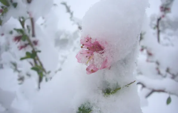 Snow, moldova, april