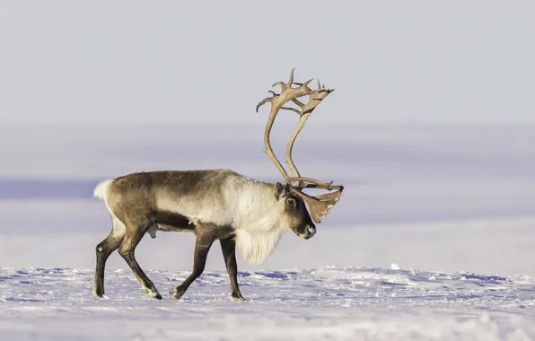 Картинка снег, рога, тундра, северный олень
