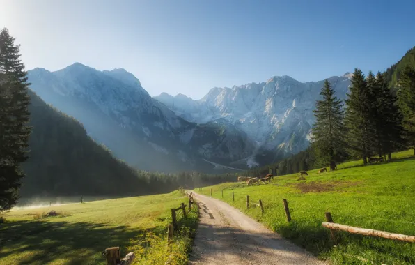 Картинка дорога, горы, утро, ели, долина, коровы, Словения