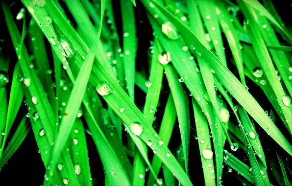 Green, grass, nature