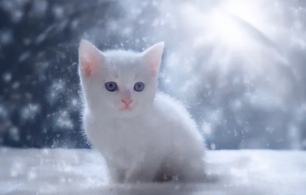 Картинка снег, котенок, малыш, белый котёнок