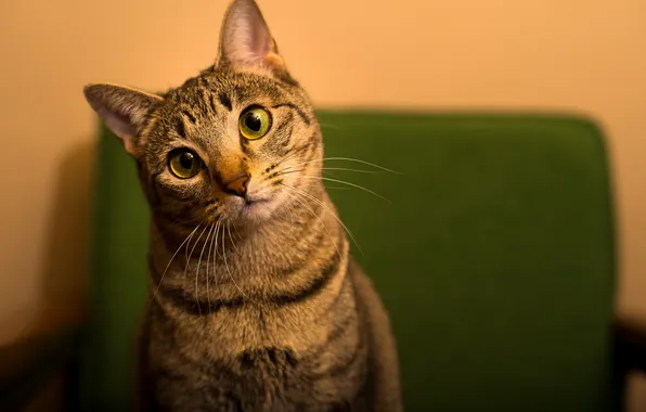 Green eyes, Cat, animal, closeup, feline