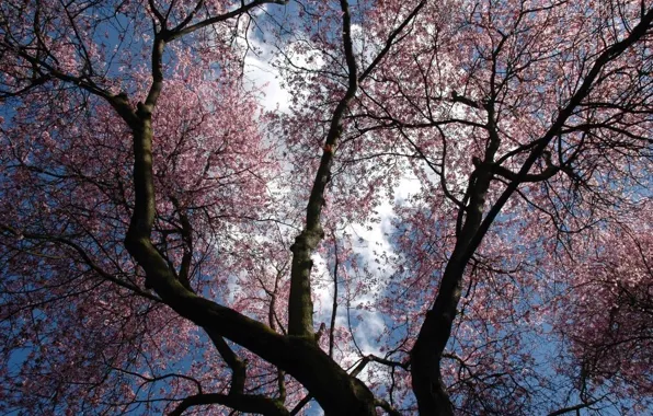 Картинка фиолетовый, небо, деревья, цветы