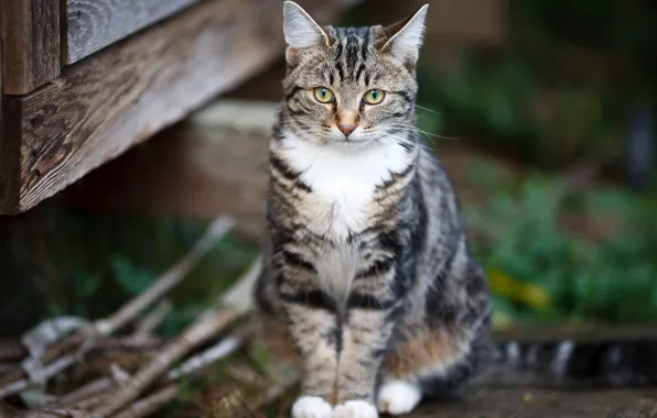 Картинка кошка, кот, доски, котёнок, сидит, боке