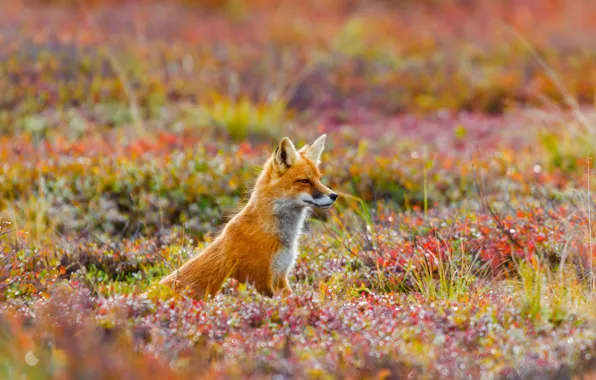 Картинка трава, цветы, природа, Аляска, лиса, США, обыкновенная лисица, Denali National Park and Preserve