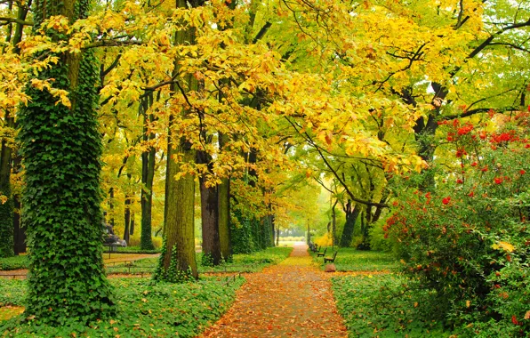 Дорога, деревья, пейзаж, парк