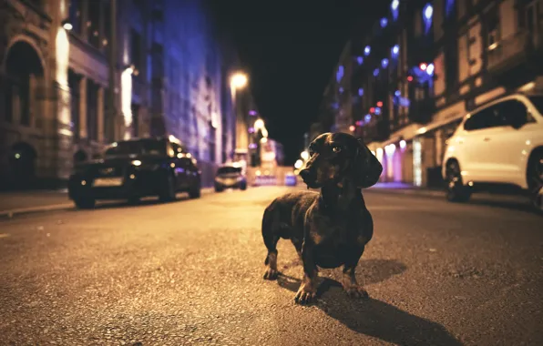 Картинка улица, такса, street, dachshund, Heike Willers