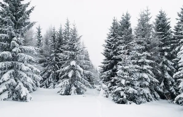 Зима, лес, снег, ёлки