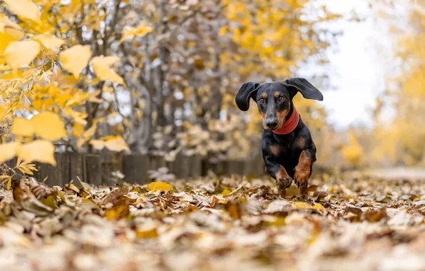 Autumn, dachshund, running