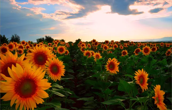 Закат, Поле, Лето, Подсолнухи, Sunset, Summer, Field, Sunflowers