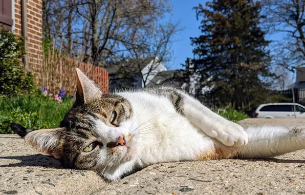 Кот, улица, лежит, солнечно