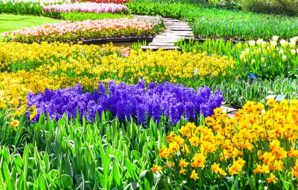 Цветы, парк, тюльпаны, Нидерланды, разноцветные, нарциссы, Keukenhof, гиацинты