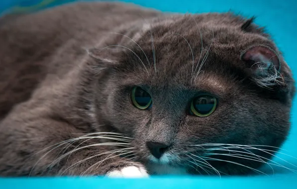 Кошка, глаза, кот, взгляд, морда, серый, портрет, вислоухий