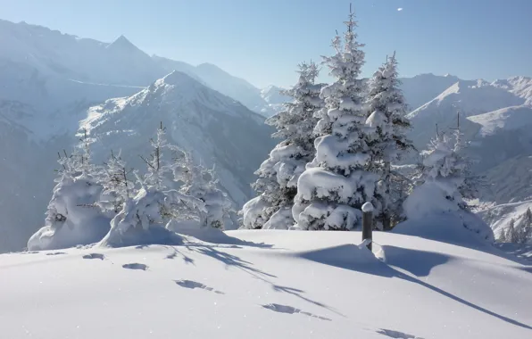 Картинка зима, лес, снег, деревья, следы, природа, фото