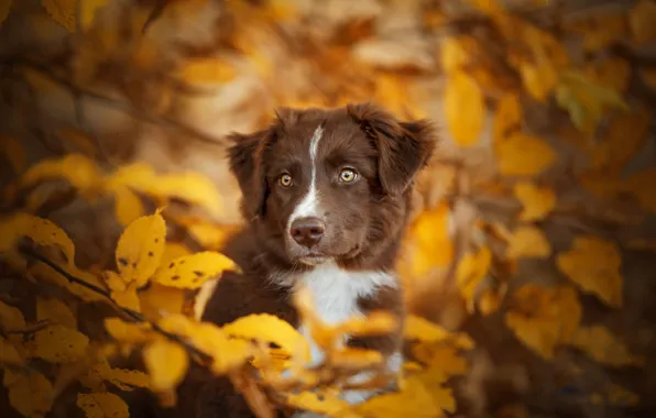 Картинка осень, взгляд, листья, ветки, собака, мордашка, боке